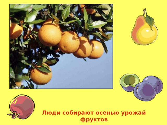 Люди собирают осенью урожай фруктов 