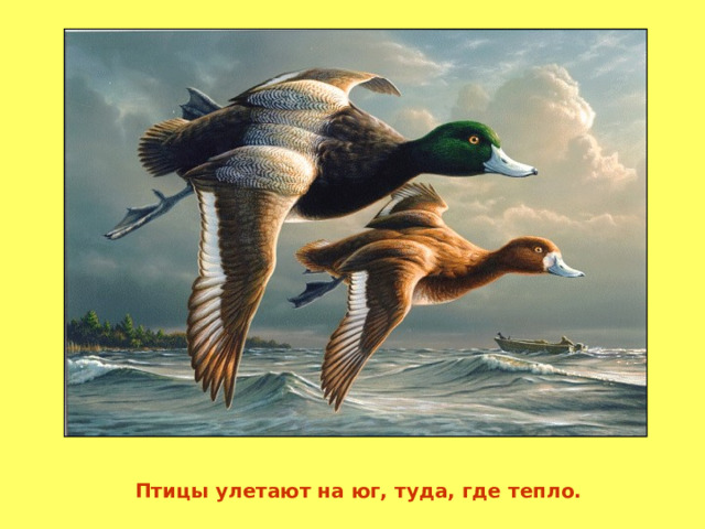 Птицы улетают на юг, туда, где тепло. 