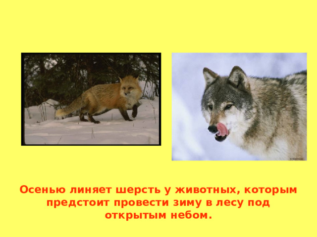 Осенью линяет шерсть у животных, которым предстоит провести зиму в лесу под открытым небом. 