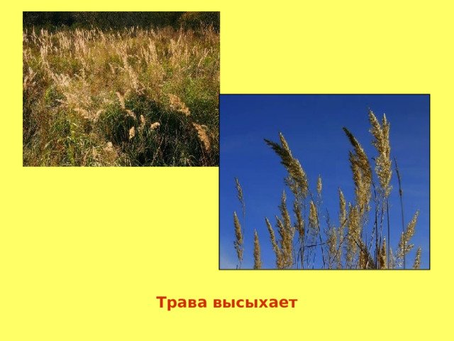 Трава высыхает 