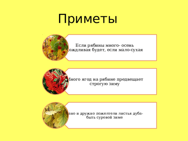 Если рябины много- осень дождливая будет, если мало-сухая Много ягод на рябине предвещает строгую зиму Рано и дружно пожелтели листья дуба- быть суровой зиме Приметы 
