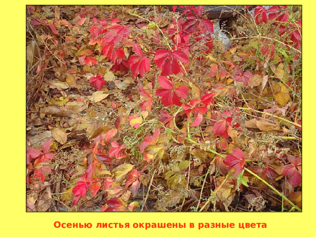 Осенью листья окрашены в разные цвета 