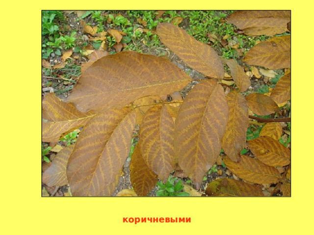 коричневыми 