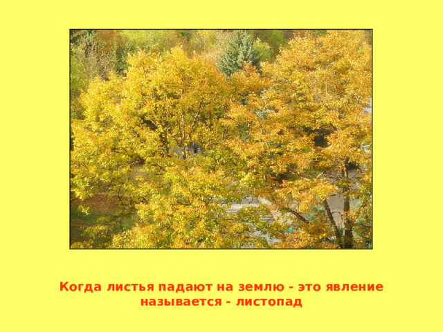 Когда листья падают на землю - это явление называется - листопад 