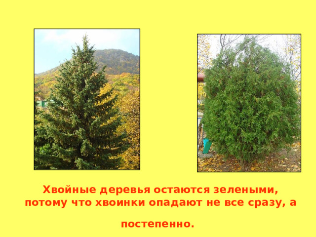 Хвойные деревья остаются зелеными, потому что хвоинки опадают не все сразу, а постепенно.  