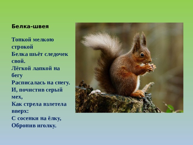 Белка-швея  Тонкой мелкою строкой  Белка шьёт следочек свой.  Лёгкой лапкой на бегу  Расписалась на снегу.  И, почистив серый мех,  Как стрела взлетела вверх:  С сосенки на ёлку,  Обронив иголку. 
