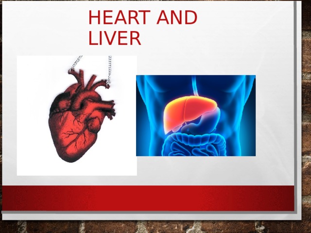 HEART AND LIVER 
