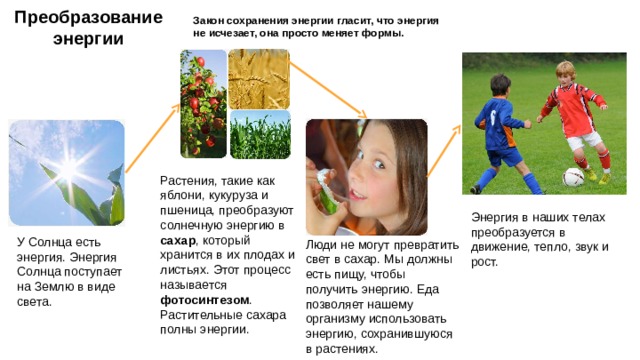 Преобразование энергии Закон сохранения энергии гласит, что энергия не исчезает, она просто меняет формы. Растения, такие как яблони, кукуруза и пшеница, преобразуют солнечную энергию в сахар , который хранится в их плодах и листьях. Этот процесс называется фотосинтезом . Растительные сахара полны энергии. Энергия в наших телах преобразуется в движение, тепло, звук и рост. У Солнца есть энергия. Энергия Солнца поступает на Землю в виде света. Люди не могут превратить свет в сахар. Мы должны есть пищу, чтобы получить энергию. Еда позволяет нашему организму использовать энергию, сохранившуюся в растениях. 