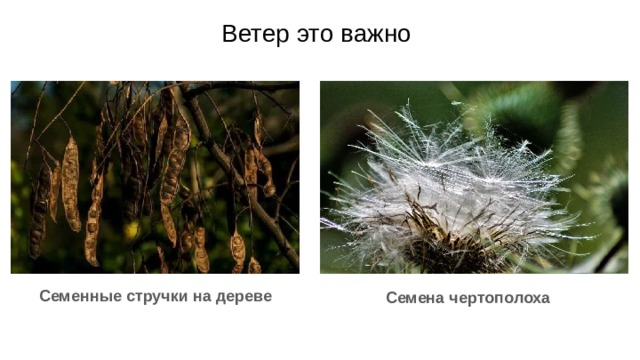 Ветер это важно Семенные стручки на дереве Семена чертополоха Ветер помогает растениям выжить. Некоторые мелкие семена растений очень легкие. Ветер переносит их на новые места. Это важная часть природы. Семена растений рассыпались по всей земле. Они высаживаются на новых участках и начинают расти. Многие семена растений используют ветер, чтобы выжить. 
