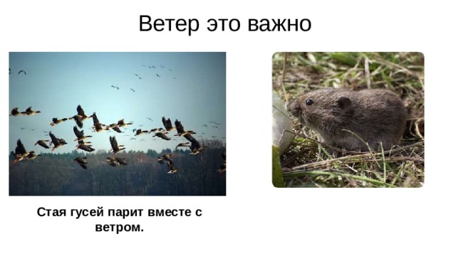 Ветер это важно Стая гусей парит вместе с ветром. Птицы парят в небе и мигрируют с помощью ветра. Некоторые крошечные животные используют ветер, чтобы переносить их из одной жилой зоны в другую. Животные тоже зависят от ветра. Многие животные используют запах, чтобы предупредить себя об опасности. Ветер может далеко переносить запахи . Животные могут держаться подальше от хищников иловить добычу с помощью ветра. 