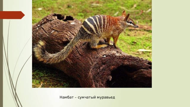 Намбат – сумчатый муравьед 