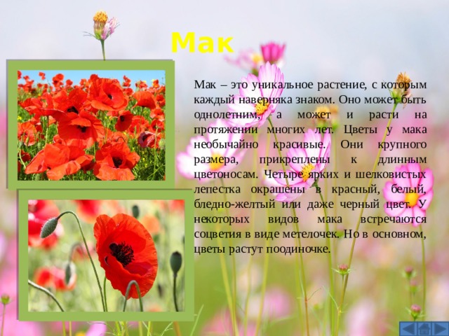 Мак Мак – это уникальное растение, с которым каждый наверняка знаком. Оно может быть однолетним, а может и расти на протяжении многих лет. Цветы у мака необычайно красивые. Они крупного размера, прикреплены к длинным цветоносам. Четыре ярких и шелковистых лепестка окрашены в красный, белый, бледно-желтый или даже черный цвет. У некоторых видов мака встречаются соцветия в виде метелочек. Но в основном, цветы растут поодиночке. 