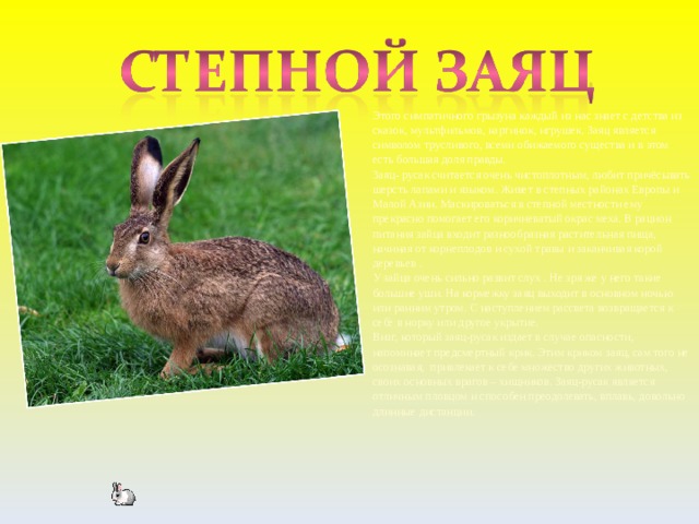 Этого симпатичного грызуна каждый из нас знает с детства из сказок, мультфильмов, картинок, игрушек. Заяц является символом трусливого, всеми обижаемого существа и в этом есть большая доля правды.  Заяц- русак считается очень чистоплотным, любит причёсывать шерсть лапами и языком. Живет в степных районах Европы и Малой Азии. Маскироваться в степной местности ему прекрасно помогает его коричневатый окрас меха. В рацион питания зайца входит разнообразная растительная пища, начиная от корнеплодов и сухой травы и заканчивая корой деревьев .  У зайца очень сильно развит слух . Не зря же у него такие большие уши. На кормежку заяц выходит в основном ночью или ранним утром. С наступлением рассвета возвращается к себе в норку или другое укрытие.  Визг, который заяц-русак издает в случае опасности, напоминает предсмертный крик. Этим криком заяц, сам того не осознавая,  привлекает к себе множество других животных, своих основных врагов – хищников. Заяц-русак является отличным пловцом и способен преодолевать, вплавь, довольно длинные дистанции.       