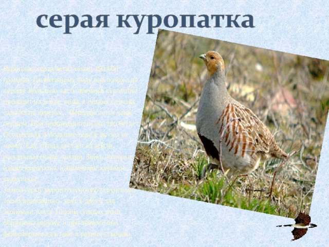 Куропатка серая весит около 350-600 граммов. По внешнему виду она похожа на курицу. Большую часть времени куропатка проводит на земле, лишь в редких случаях садится на деревья. . Передвигается чаще пешком. При необходимости быстро бегает. Осуществлять большие перелеты она не может. Еду, птица достает из земли, раскапывая почву лапами. Звуки, которые издает куропатка, напоминают куриное кудахтанье.   Зимой серые куропатки ночуют группами, тесно прижавшись друг к другу для экономии тепла. Головы спящих птиц обращены наружу, и при тревоге они фейерверком взлетают в разные стороны. 