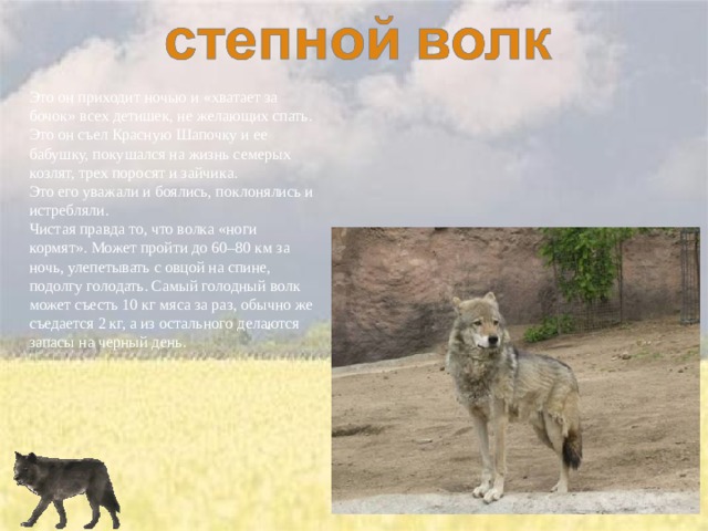 Это он приходит ночью и «хватает за бочок» всех детишек, не желающих спать.   Это он съел Красную Шапочку и ее бабушку, покушался на жизнь семерых козлят, трех поросят и зайчика.   Это его уважали и боялись, поклонялись и истребляли.   Чистая правда то, что волка «ноги кормят». Может пройти до 60–80 км за ночь, улепетывать с овцой на спине, подолгу голодать. Самый голодный волк может съесть 10 кг мяса за раз, обычно же съедается 2 кг, а из остального делаются запасы на черный день . 