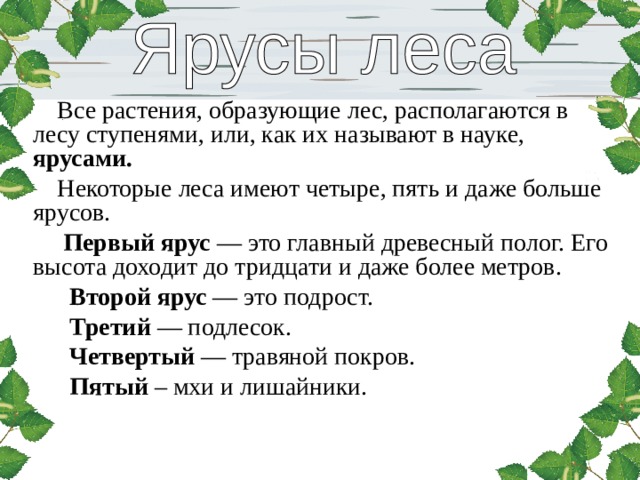  Все растения, образующие лес, располагаются в лесу ступенями, или, как их называют в науке, ярусами.   Некоторые леса имеют четыре, пять и даже больше ярусов.  Первый ярус — это главный древесный полог. Его высота доходит до тридцати и даже более метров.  Второй ярус — это подрост.  Третий — подлесок.  Четвертый — травяной покров.  Пятый – мхи и лишайники. 