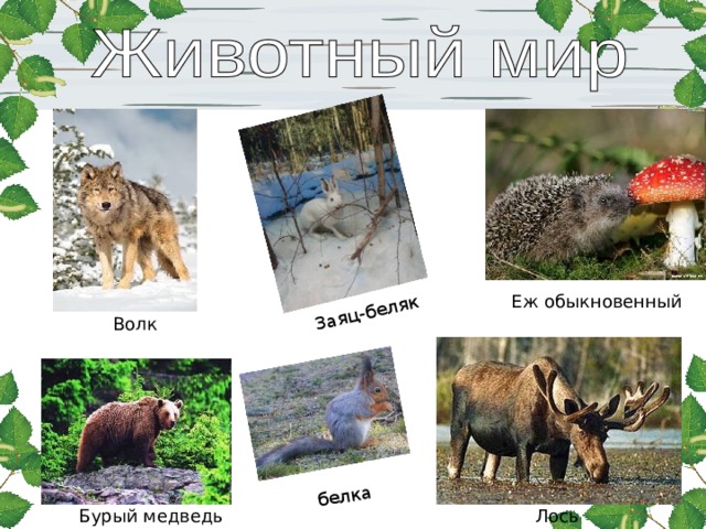 Заяц-беляк белка Еж обыкновенный Волк Лось Бурый медведь 