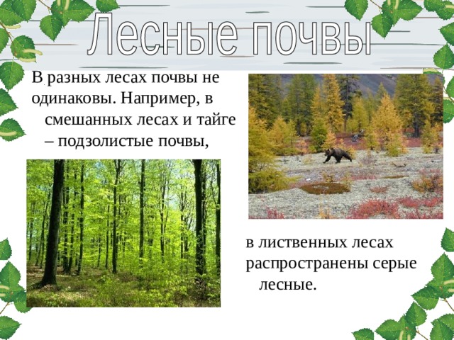 В разных лесах почвы не одинаковы. Например, в смешанных лесах и тайге – подзолистые почвы, в лиственных лесах распространены серые лесные. 