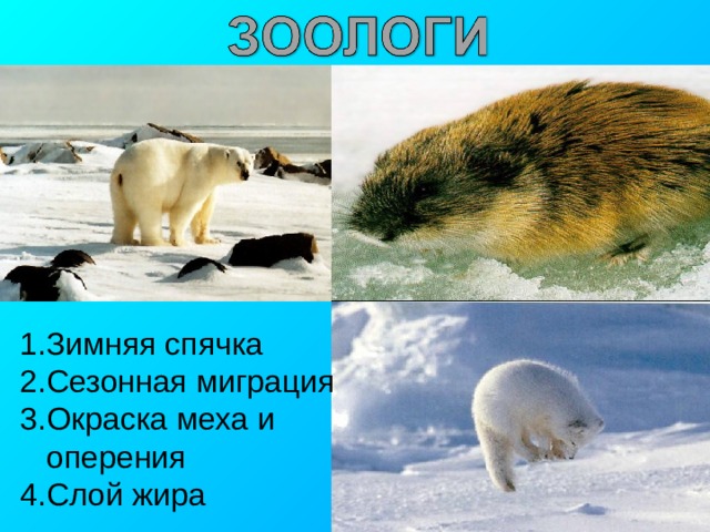 1.Зимняя спячка 2.Сезонная миграция 3.Окраска меха и  оперения 4.Слой жира 