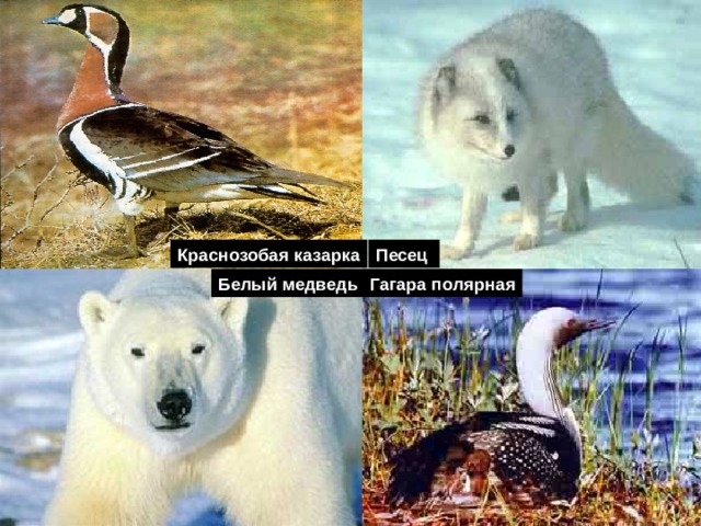 Краснозобая казарка Песец Белый медведь Гагара полярная 