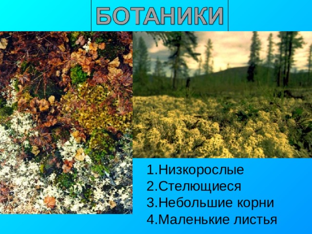 Низкорослые Стелющиеся Небольшие корни Маленькие листья 