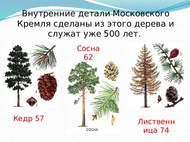 Внутренние детали Московского Кремля сделаны из этого дерева и служат уже 500 лет. Сосна 62 Кедр  57 Лиственница 74 