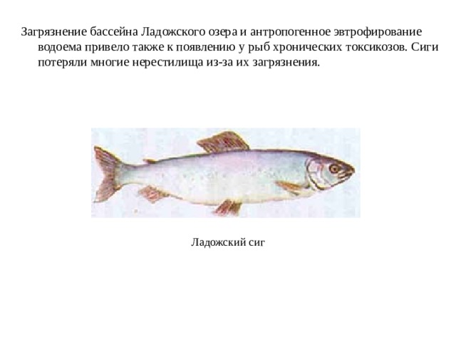 Загрязнение бассейна Ладожского озера и антропогенное эвтрофирование водоема привело также к появлению у рыб хронических токсикозов. Сиги потеряли многие нерестилища из-за их загрязнения. Ладожский сиг 