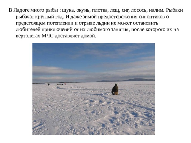 В Ладоге много рыбы : шука, окунь, плотва, лещ, сиг, лосось, налим. Рыбаки рыбачат круглый год. И даже зимой предостережения синоптиков о предстоящем потеплении и отрыве льдин не может остановить любителей приключений от их любимого занятия, после которого их на вертолетах МЧС доставляет домой. 