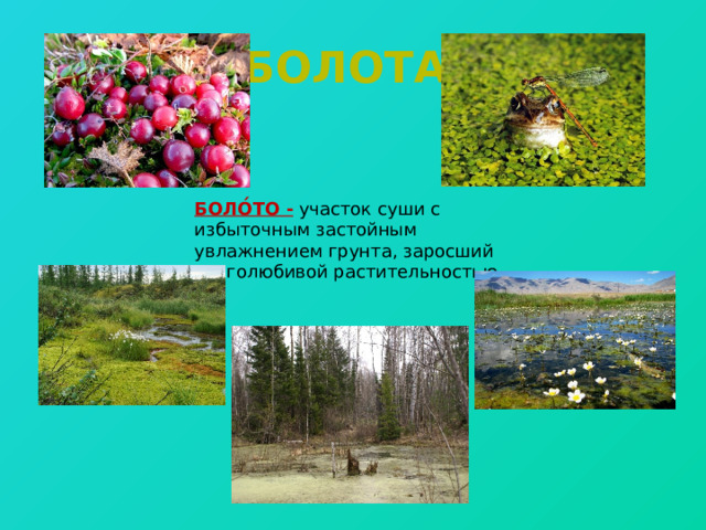 Болота. БОЛО́ТО -  участок суши с избыточным застойным увлажнением грунта, заросший влаголюбивой растительностью. 