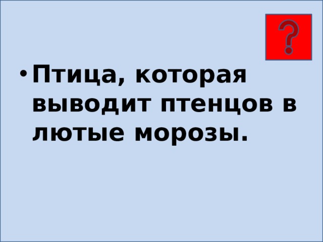 Птица, которая выводит птенцов в лютые морозы. 