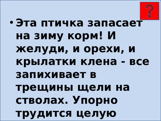 Эта птичка запасает на зиму корм! И желуди, и орехи, и крылатки клена - все запихивает в трещины щели на стволах. Упорно трудится целую осень до самого декабря. 