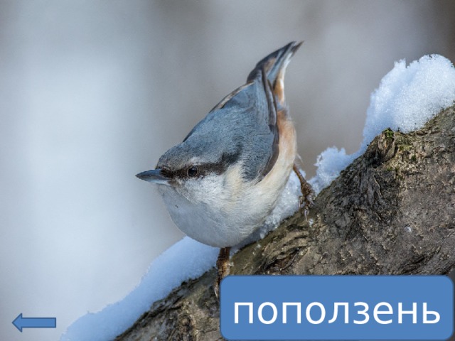 поползень 