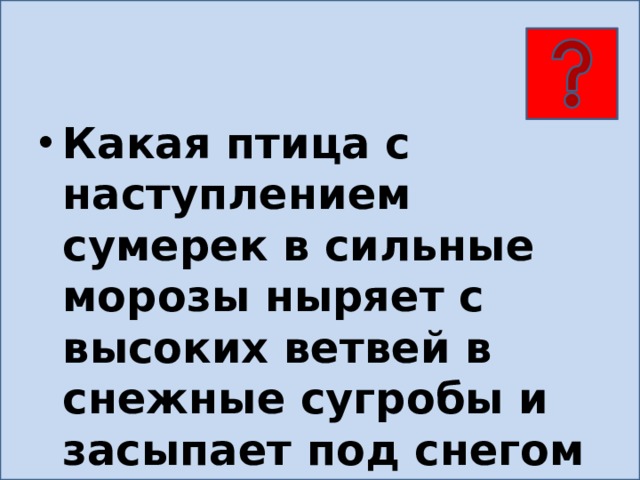 Какая птица с наступлением сумерек в сильные морозы ныряет с высоких ветвей в снежные сугробы и засыпает под снегом как под пуховым одеялом? 