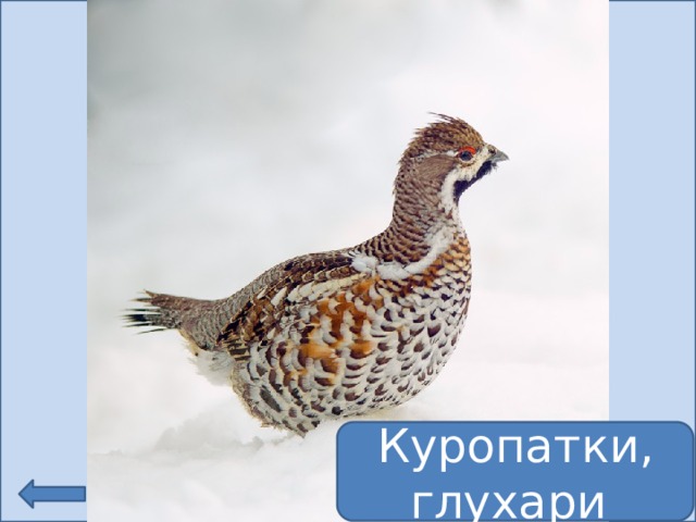 Куропатки, глухари 