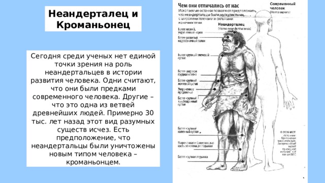 Неандерталец и Кроманьонец Сегодня среди ученых нет единой точки зрения на роль неандертальцев в истории развития человека. Одни считают, что они были предками современного человека. Другие – что это одна из ветвей древнейших людей. Примерно 30 тыс. лет назад этот вид разумных существ исчез. Есть предположение, что неандертальцы были уничтожены новым типом человека – кроманьонцем. 