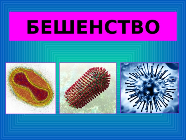 БЕШЕНСТВО 