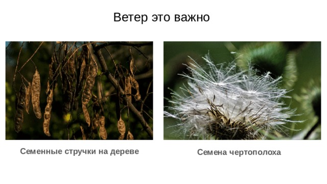 Ветер это важно Семенные стручки на дереве Семена чертополоха Ветер помогает растениям выжить. Некоторые мелкие семена растений очень легкие. Ветер переносит их на новые места. Это важная часть природы. Семена растений рассыпались по всей земле. Они высаживаются на новых участках и начинают расти. Многие семена растений используют ветер, чтобы выжить. 