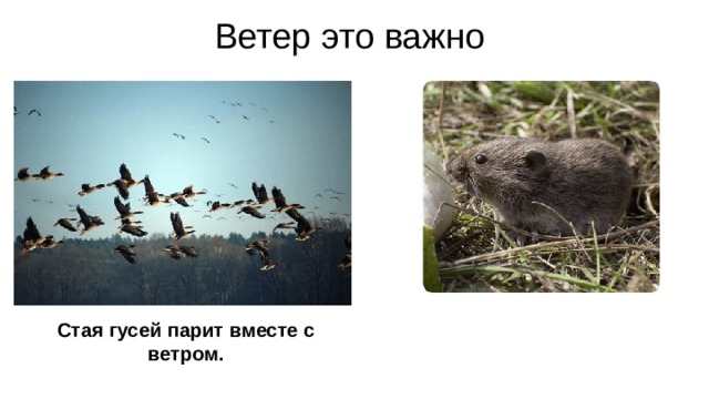 Ветер это важно Стая гусей парит вместе с ветром. Птицы парят в небе и мигрируют с помощью ветра. Некоторые крошечные животные используют ветер, чтобы переносить их из одной жилой зоны в другую. Животные тоже зависят от ветра. Многие животные используют запах, чтобы предупредить себя об опасности. Ветер может далеко переносить запахи . Животные могут держаться подальше от хищников иловить добычу с помощью ветра. 