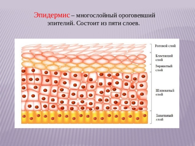 Эпидермис  – многослойный ороговевший эпителий. Состоит из пяти слоев. 