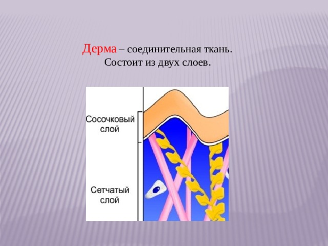 Дерма  – соединительная ткань. Состоит из двух слоев. 