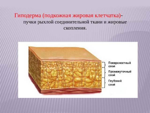  Гиподерма (подкожная жировая клетчатка) - пучки рыхлой соединительной ткани и жировые скопления. 