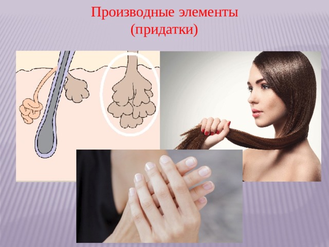 Производные элементы (придатки) 