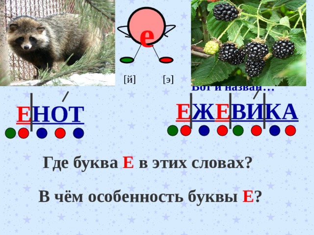 Вкус у ягоды хорош, Но сорви её поди-ка: Куст в колючках, Будто ёж, Вот и назван… Немытое в рот Никогда не возьмёт. И ты будь таким, Как чистюля… е [ э ] [ й ] Е Ж Е ВИКА Е НОТ Где буква Е в этих словах? В чём особенность буквы Е ? 