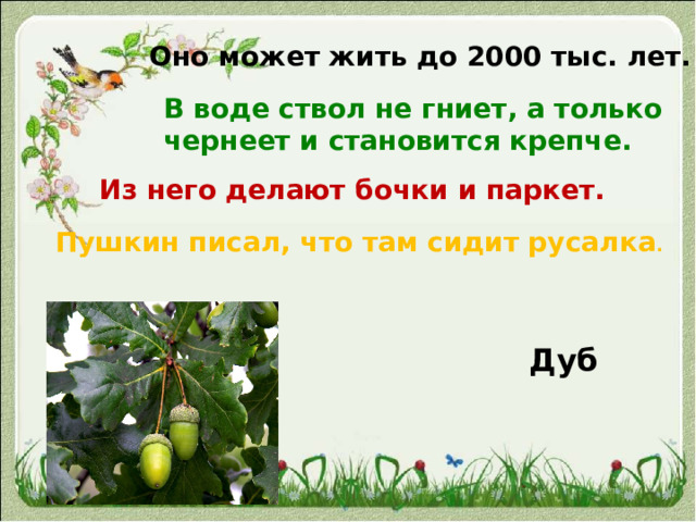 Оно может жить до 2000 тыс. лет. В воде ствол не гниет, а только чернеет и становится крепче. Из него делают бочки и паркет. Пушкин писал, что там сидит русалка . Дуб 