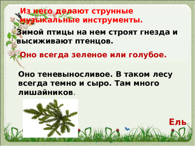 Из него делают струнные музыкальные инструменты. Зимой птицы на нем строят гнезда и высиживают птенцов. Оно всегда зеленое или голубое.   Оно теневыносливое. В таком лесу всегда темно и сыро. Там много лишайников . Ель 