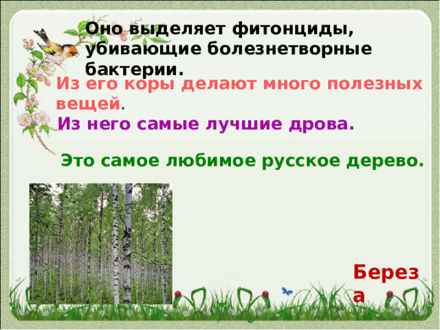 Оно выделяет фитонциды, убивающие болезнетворные бактерии. Из его коры делают много полезных вещей . Из него самые лучшие дрова. Это самое любимое русское дерево. Береза 