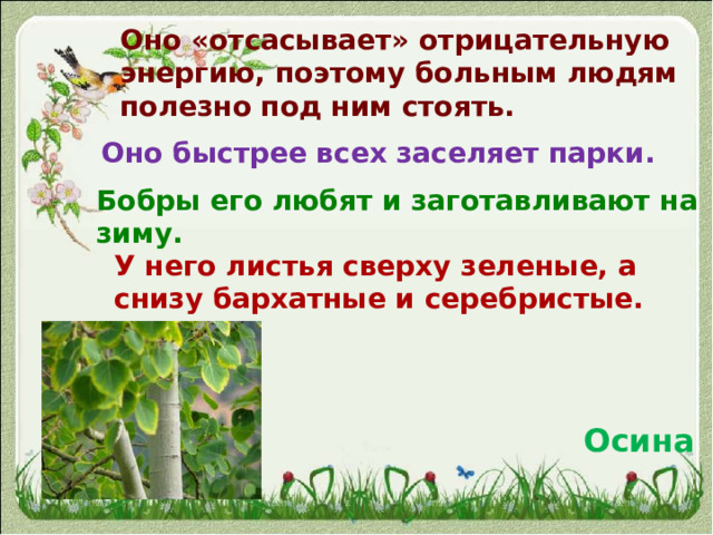 Оно «отсасывает» отрицательную энергию, поэтому больным людям полезно под ним стоять.   Оно быстрее всех заселяет парки. Бобры его любят и заготавливают на зиму. У него листья сверху зеленые, а снизу бархатные и серебристые. Осина 