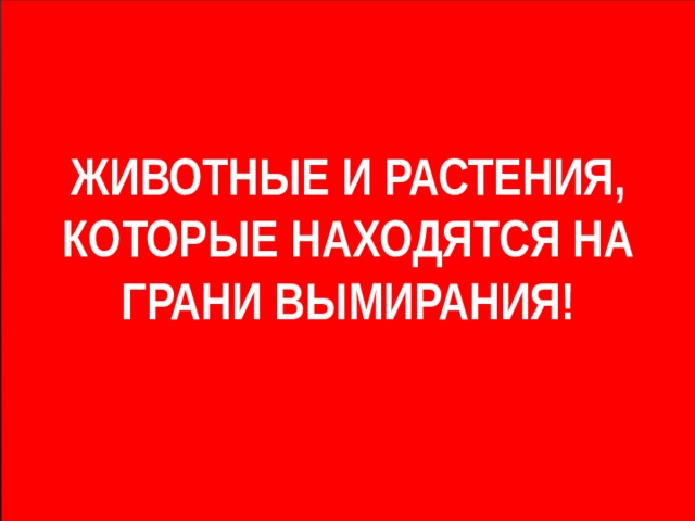 ЖИВОТНЫЕ И РАСТЕНИЯ,  КОТОРЫЕ НАХОДЯТСЯ НА ГРАНИ ВЫМИРАНИЯ!     