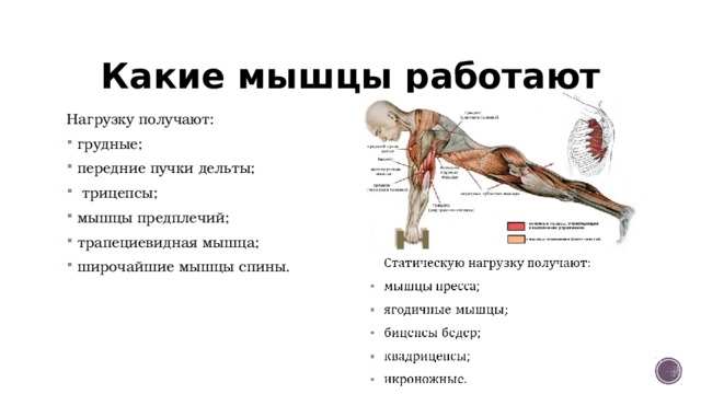 Какие мышцы работают Нагрузку получают: грудные; передние пучки дельты;  трицепсы; мышцы предплечий; трапециевидная мышца; широчайшие мышцы спины.   