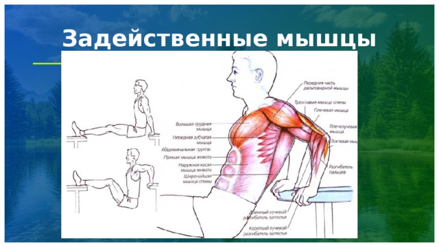 Задейственные мышцы 1 